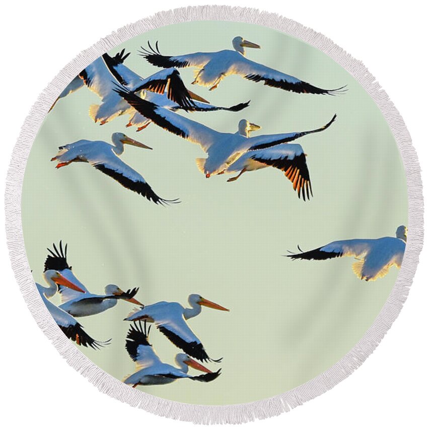 White Round Beach Towel featuring the photograph Port Bay Pelicans by Christopher Rice