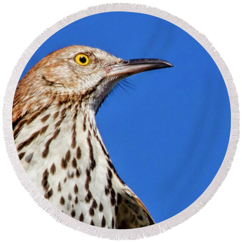 Brown Thrasher Round Beach Towel featuring the photograph Portrait of a Thrasher by Bob Decker