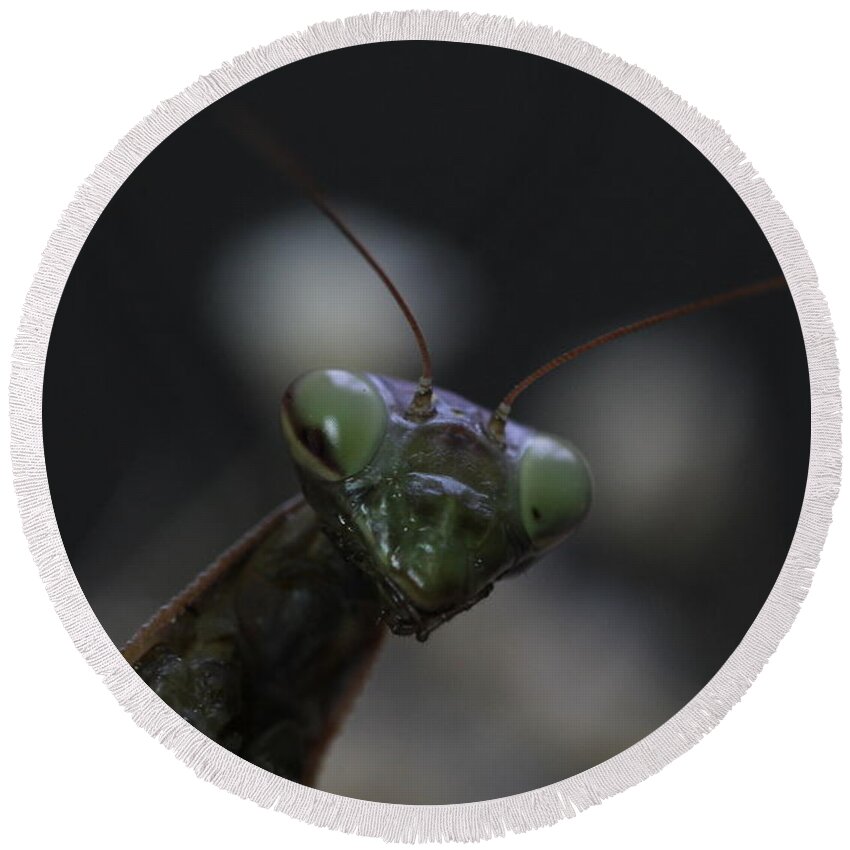 Mantis Round Beach Towel featuring the photograph Praying mantis by Martin Smith