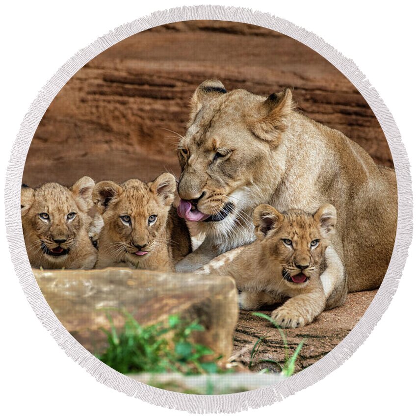 Lions Round Beach Towel featuring the photograph Pride of the Pride 6114 by Donald Brown