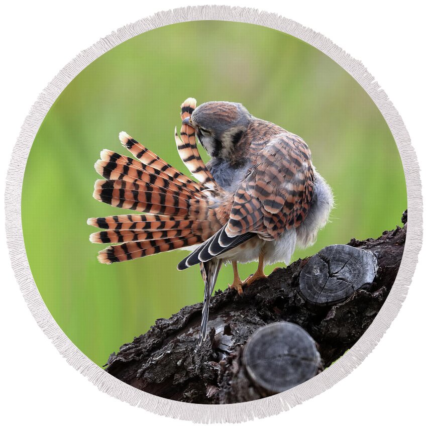 Kestrel Round Beach Towel featuring the photograph Pruning by Shane Bechler