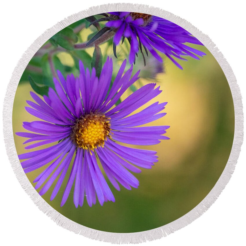Aster Round Beach Towel featuring the photograph Purple Aster Standing Out by Linda Bonaccorsi