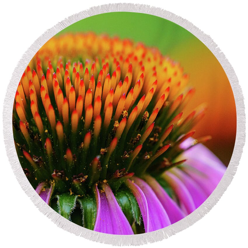 Echinacea Round Beach Towel featuring the photograph Purple Coneflower by Todd Bannor