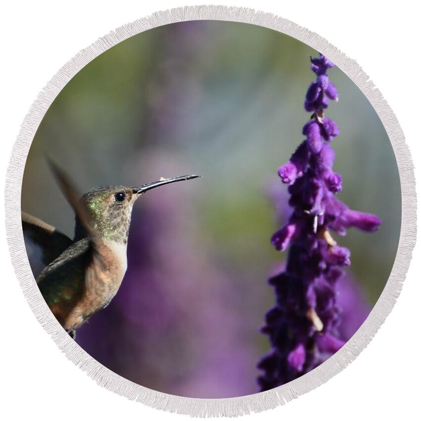 Allens Hummingbird Round Beach Towel featuring the photograph Purple Persuasion by Fraida Gutovich