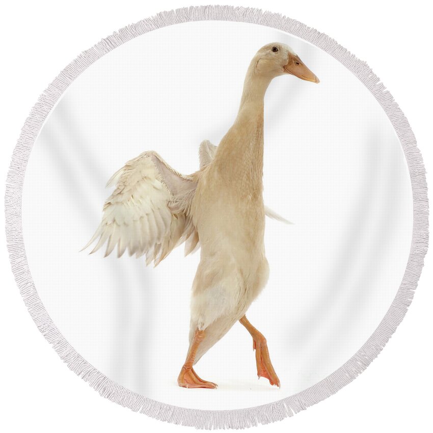 Runner Duck Round Beach Towel featuring the photograph Quacked up by Warren Photographic