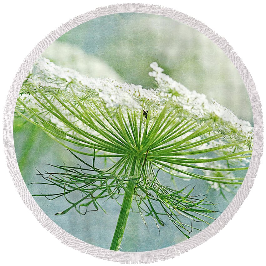 Queen Anne's Lace Round Beach Towel featuring the photograph Queen Anne's Lace 3 by Cindi Ressler