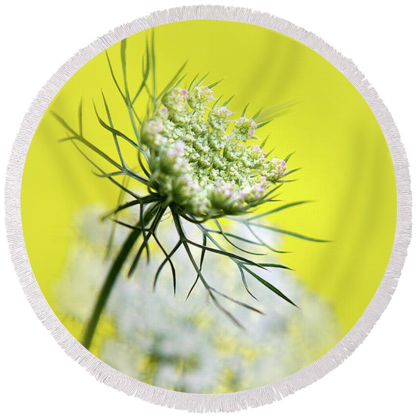Flower Round Beach Towel featuring the photograph Queen Anne's Lace Flower by Christina Rollo