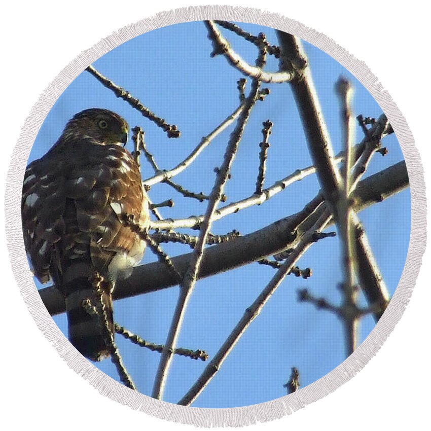 Sharp-shinned Hawk Round Beach Towel featuring the photograph Rapace by Asbed Iskedjian