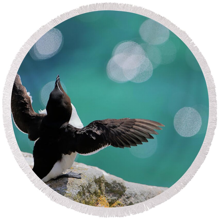 Animal Round Beach Towel featuring the photograph Razorbill Perched On Cliffside, Basking In Sun, Great by Andres M. Dominguez / Naturepl.com
