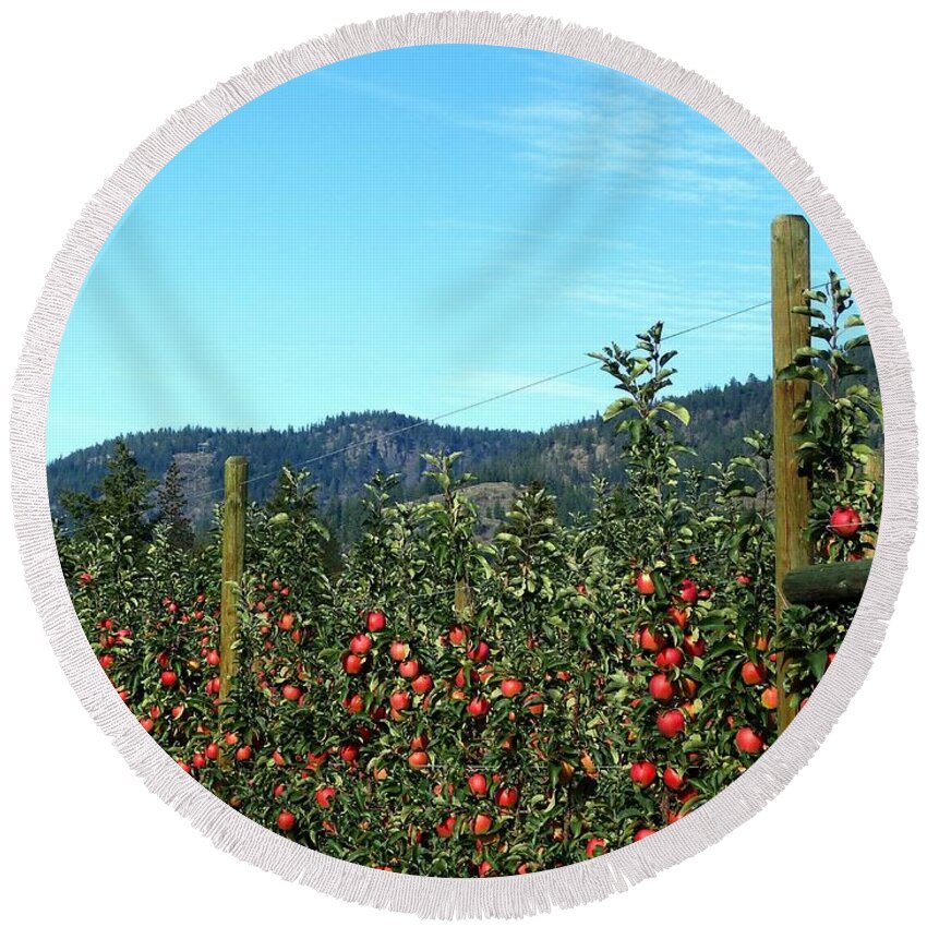 Apples Round Beach Towel featuring the photograph Ready For Harvest by Will Borden
