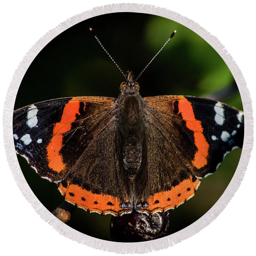 Red Admiral Butterfly Round Beach Towel featuring the photograph Red Admiral Butterfly in the cherry tree by Torbjorn Swenelius
