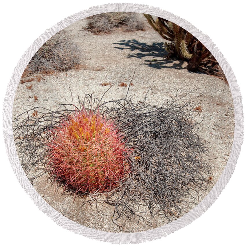 Anza-borrego Desert State Park Round Beach Towel featuring the photograph Red Barrel Cactus and Mesquite by Mark Duehmig