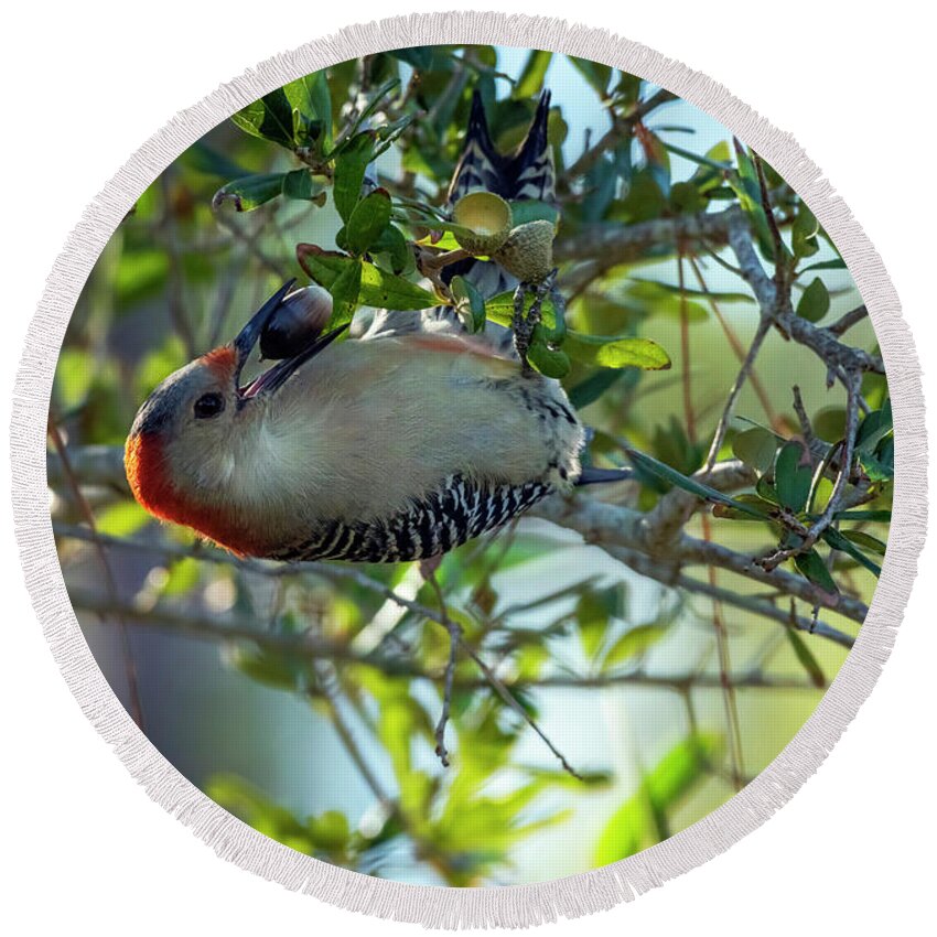 Woodpeckers Round Beach Towel featuring the photograph Red-Bellied Woodpecker With Acorn by DB Hayes