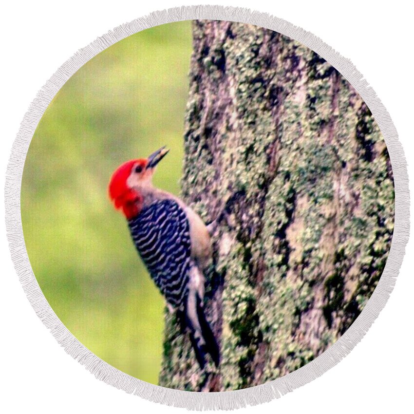 #red #belly #woodpecker#tree #outside # Living Window #longmeadow Round Beach Towel featuring the photograph Red Belly Woodpecker by MaryLee Parker
