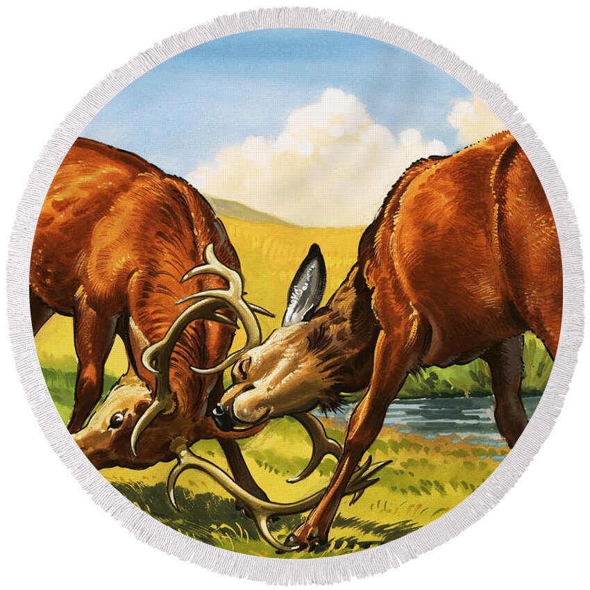 Rutting Round Beach Towel featuring the painting Red deer rutting by English School