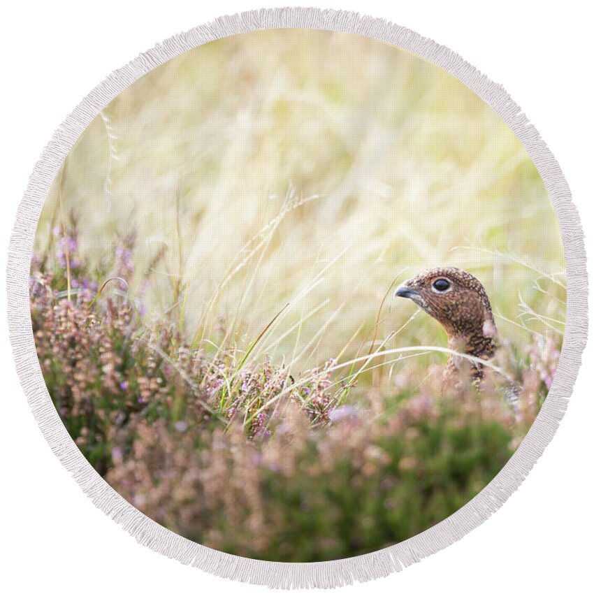 Female Red Grouse Round Beach Towel featuring the photograph Red Grouse by Anita Nicholson