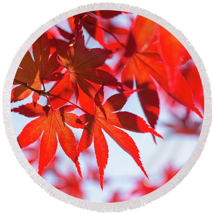 Fall Round Beach Towel featuring the photograph Red Maple leaves by Delphimages Photo Creations