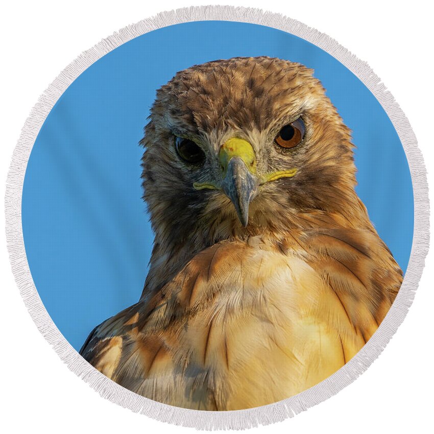 Hawk Round Beach Towel featuring the photograph Red Tail Hawk by Brad Bellisle