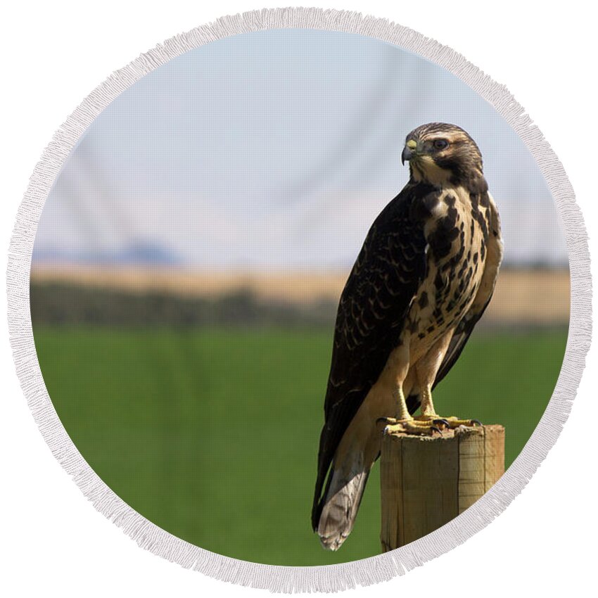 Hawk Round Beach Towel featuring the photograph Red Tailed Hawk by Jonathan Thompson