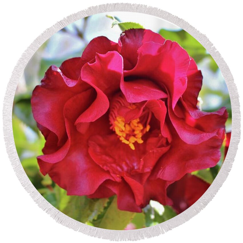 Camellia Round Beach Towel featuring the photograph Red Wine Camellia by Cynthia Guinn