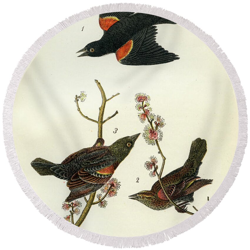 Bird Round Beach Towel featuring the mixed media Red-Winged Black-Bird by Unknown