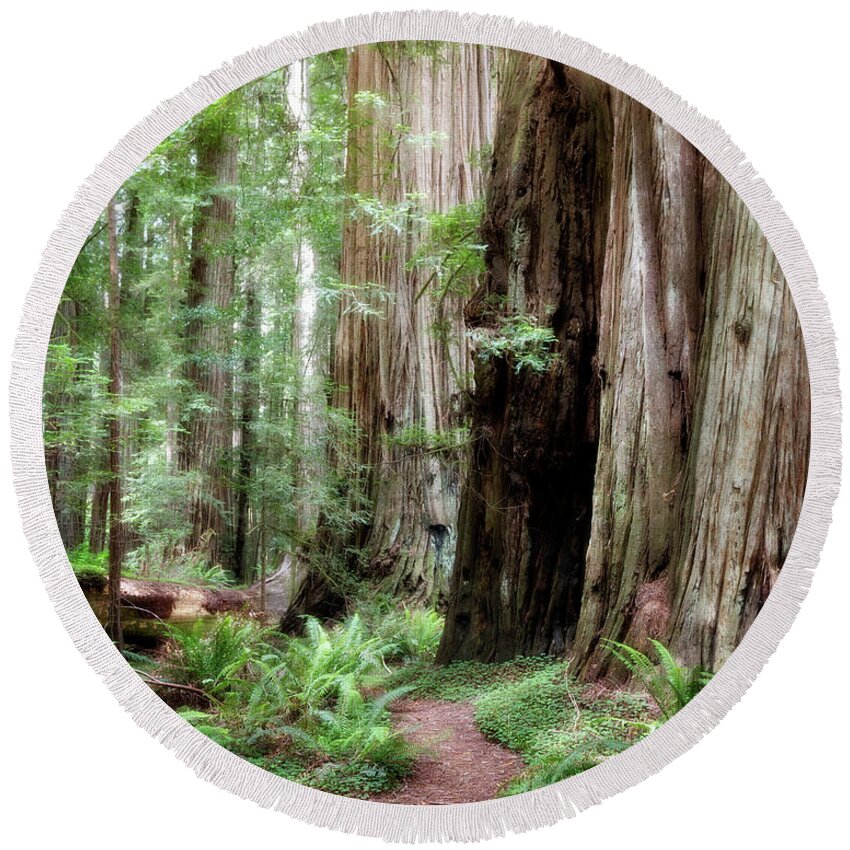 Bark Round Beach Towel featuring the photograph Redwood Forest by Lana Trussell
