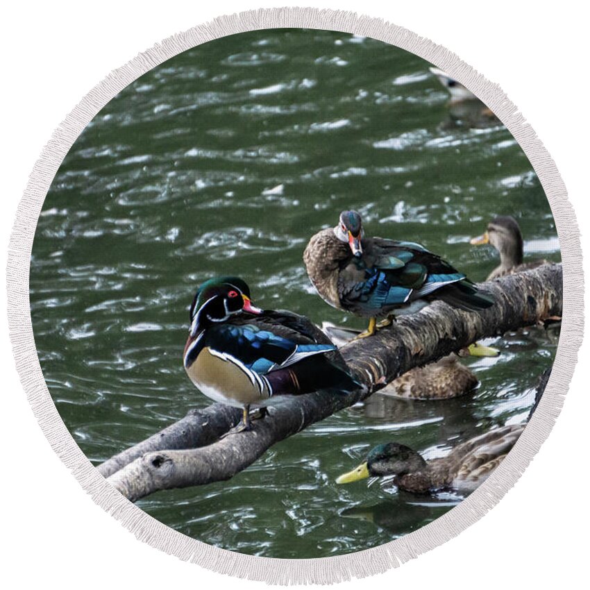 Duck Round Beach Towel featuring the photograph Resting Ducks by Rob Olivo
