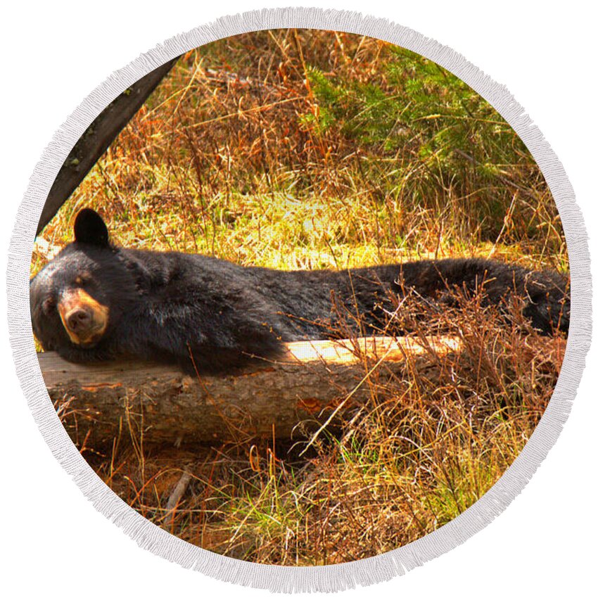 Black Bear Round Beach Towel featuring the photograph Resting On My Favorite Log by Adam Jewell