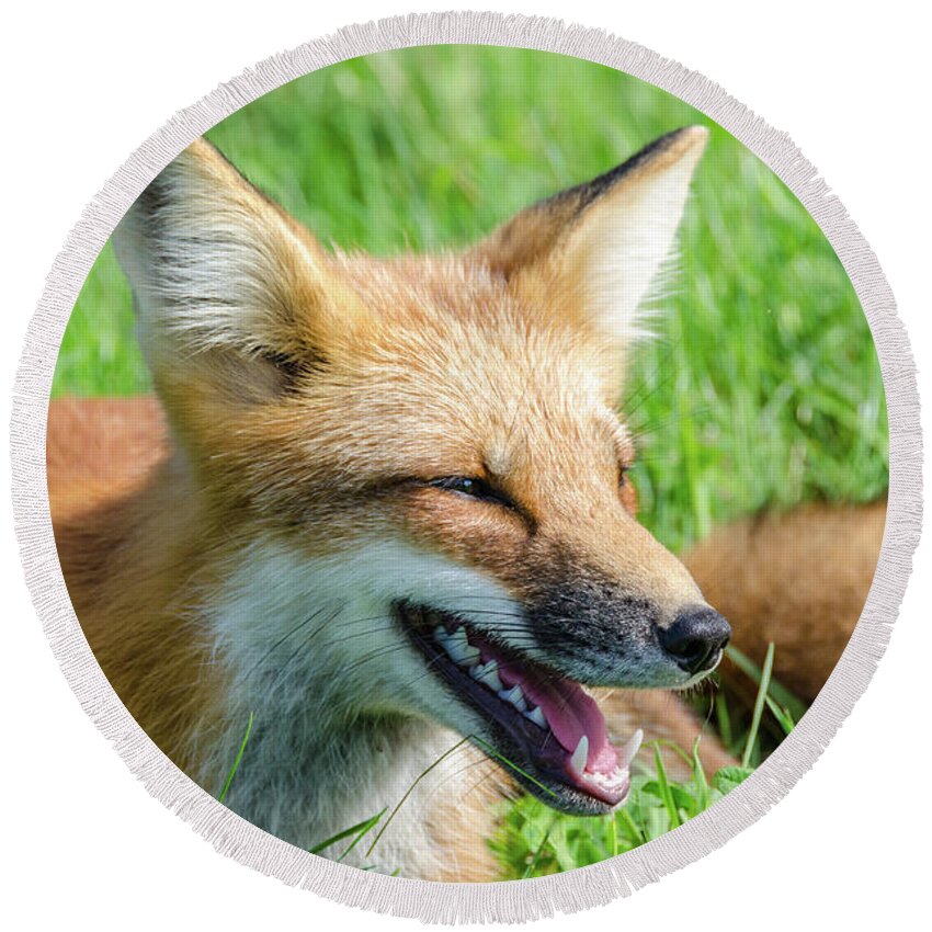 Cavendish Round Beach Towel featuring the photograph Resting Red Fox by Douglas Wielfaert