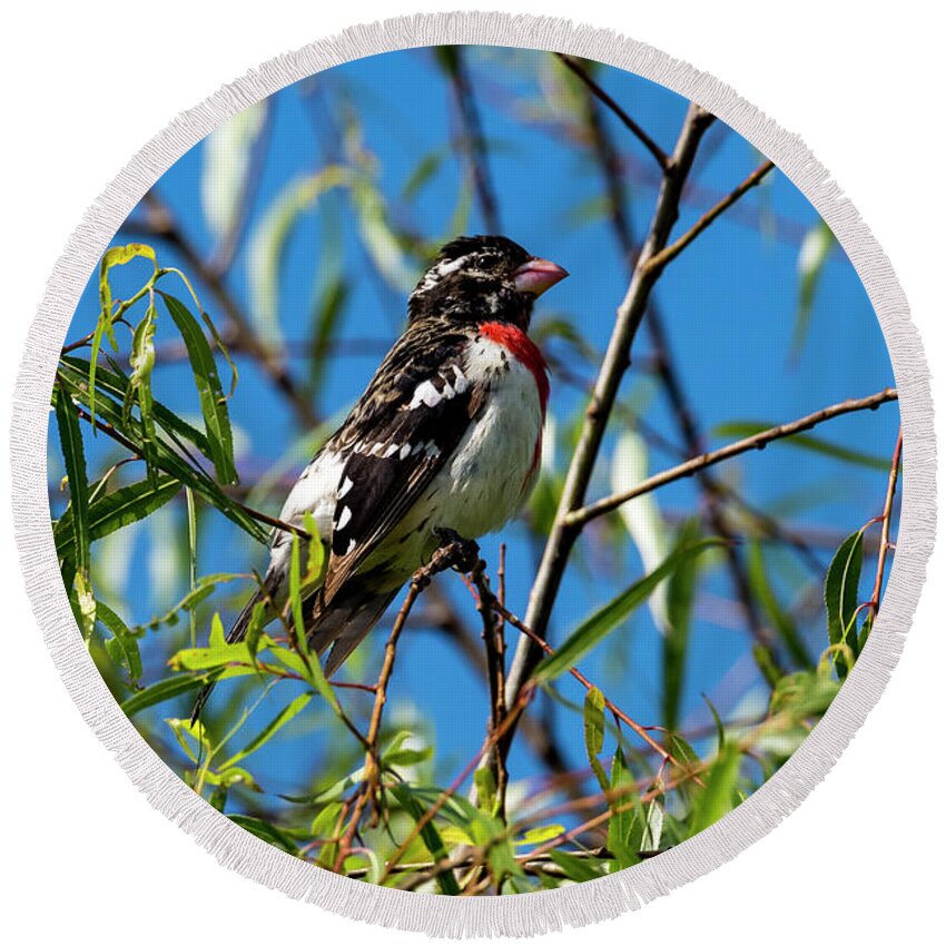 Bird Round Beach Towel featuring the photograph Resting Rose Breasted Grosbeak by David Morefield