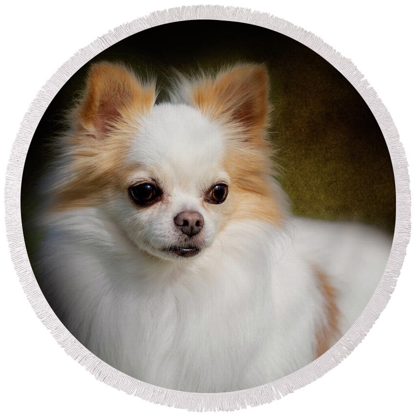 Chihuahua Round Beach Towel featuring the photograph Ricco by Diana Andersen