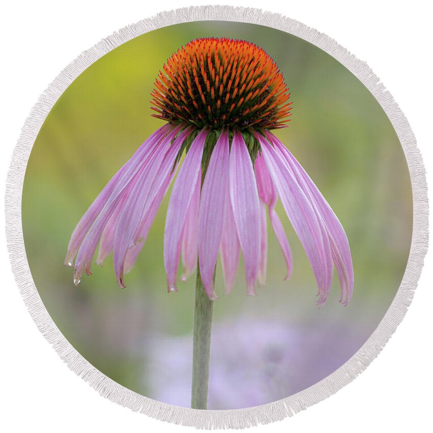 Flowers Round Beach Towel featuring the photograph Rising Above by Dale Kincaid