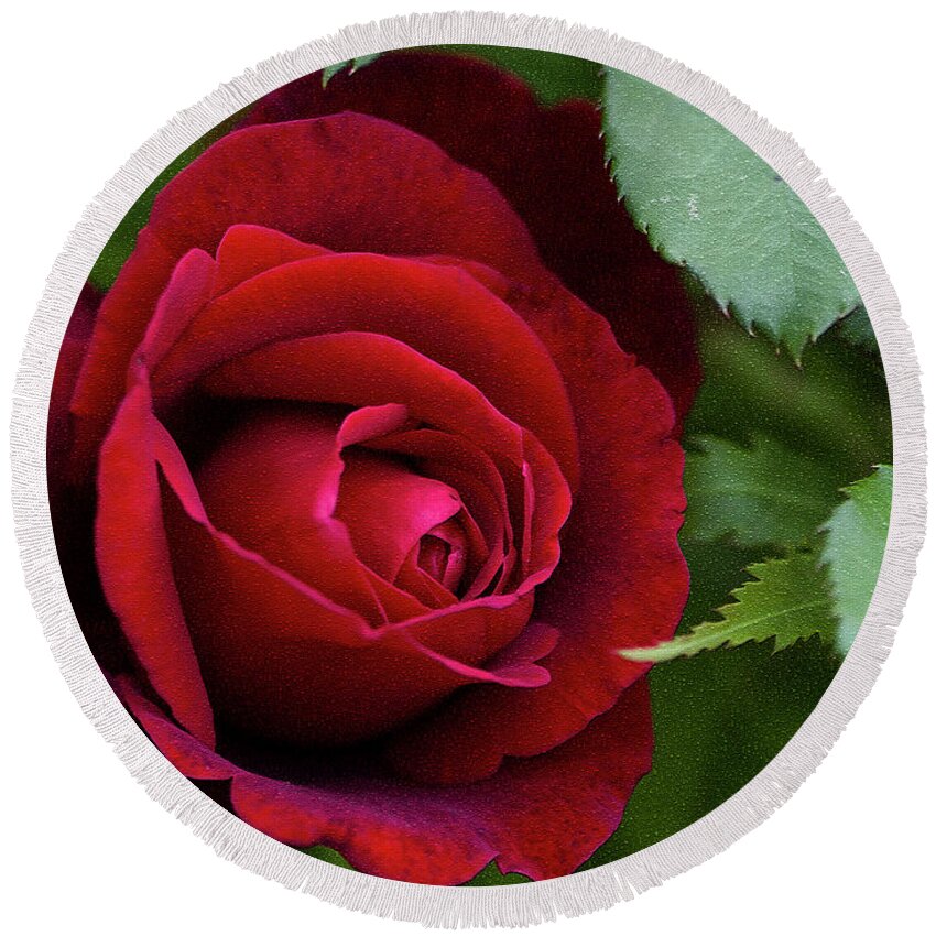 Red Round Beach Towel featuring the photograph Roses Are Red and Don Juan Says So by Kathy Clark