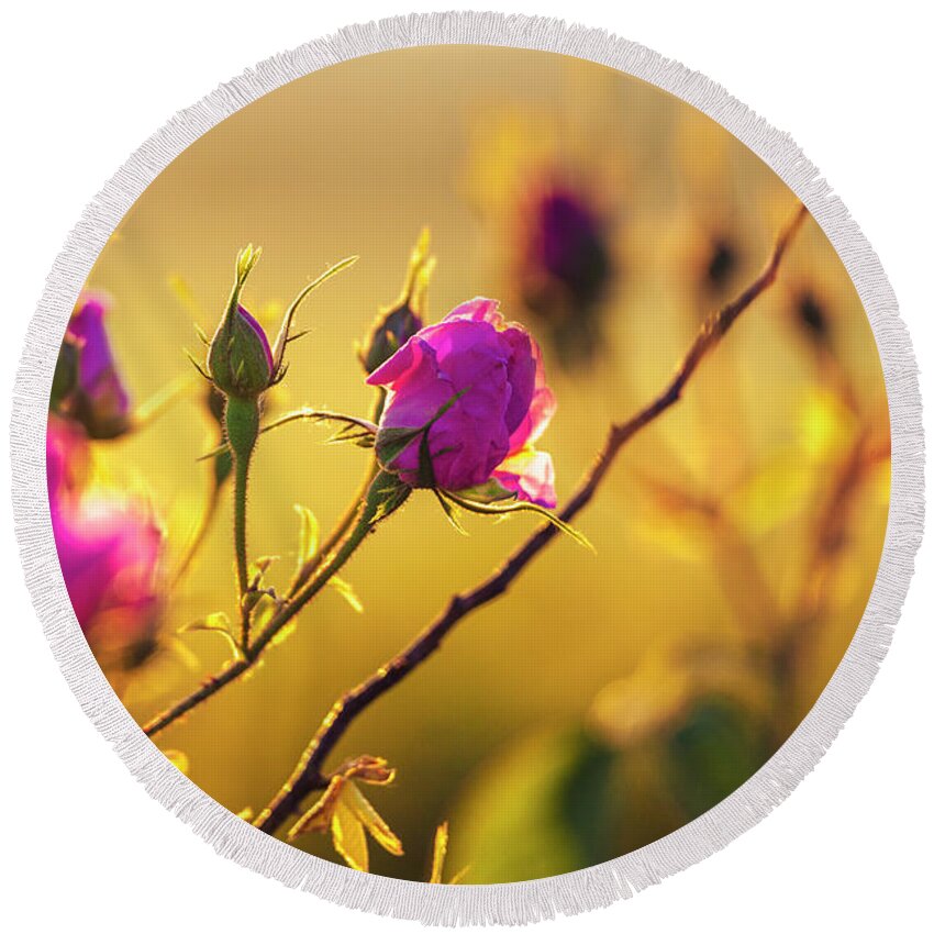 Bulgaria Round Beach Towel featuring the photograph Roses In Gold by Evgeni Dinev