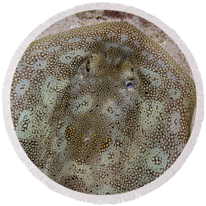 Jean Noren Round Beach Towel featuring the photograph Round Stingray Eyes by Jean Noren