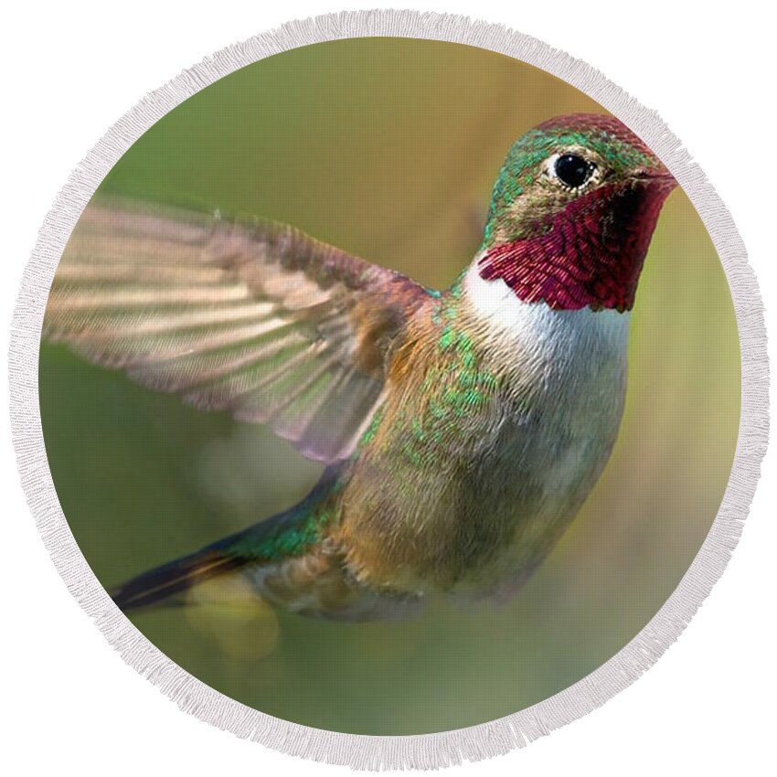 Hummingbird Round Beach Towel featuring the photograph Ruby Red Hummingbirds by Peggy Franz