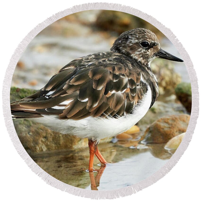 Color Round Beach Towel featuring the photograph Ruddy Turnstone Arenaria interpres Standing on Rocks at Caleta Beach by Pablo Avanzini