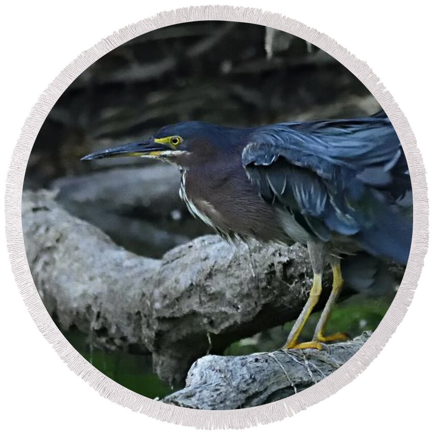 Photography Round Beach Towel featuring the photograph Ruffled Green Heron by Larry Ricker