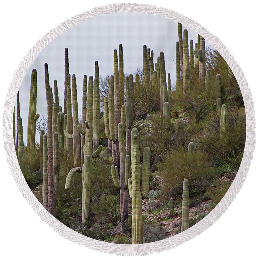 Saguaro Hill In The Superstitions Round Beach Towel featuring the digital art Saguaro Hill In The Superstitions by Tom Janca