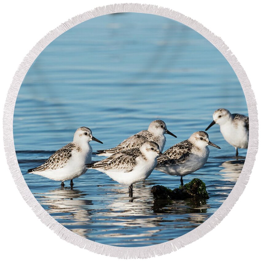 Birds Round Beach Towel featuring the photograph Sanderlings by Robert Potts