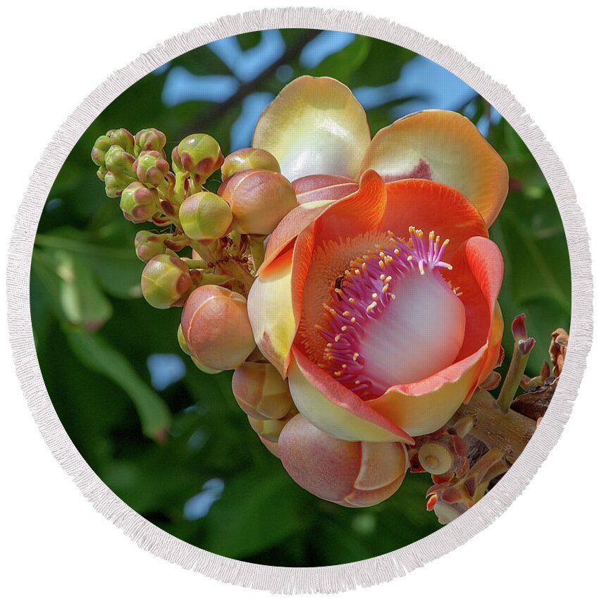 Nature Round Beach Towel featuring the photograph Sara Tree or Cannonball Tree Flower and Buds DTHN0264 by Gerry Gantt