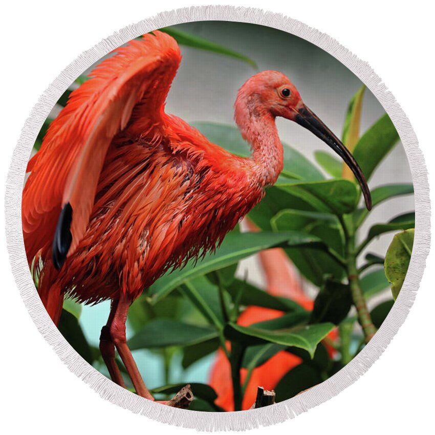 Bronx Zoo Round Beach Towel featuring the photograph Scarlet Ibis 1 by Doolittle Photography and Art