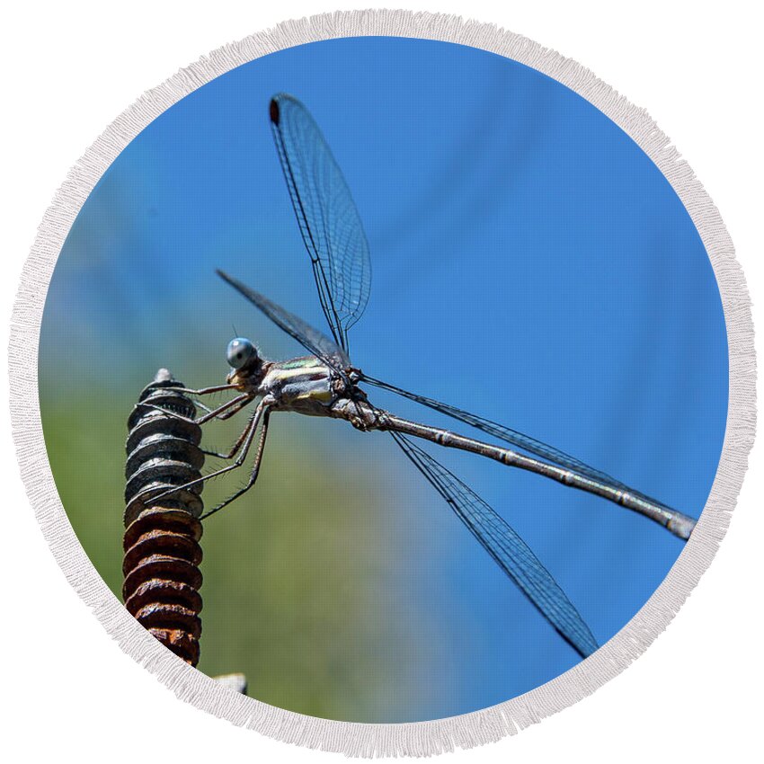 2016 Round Beach Towel featuring the photograph Screwy Dragonfly by Tim Kathka