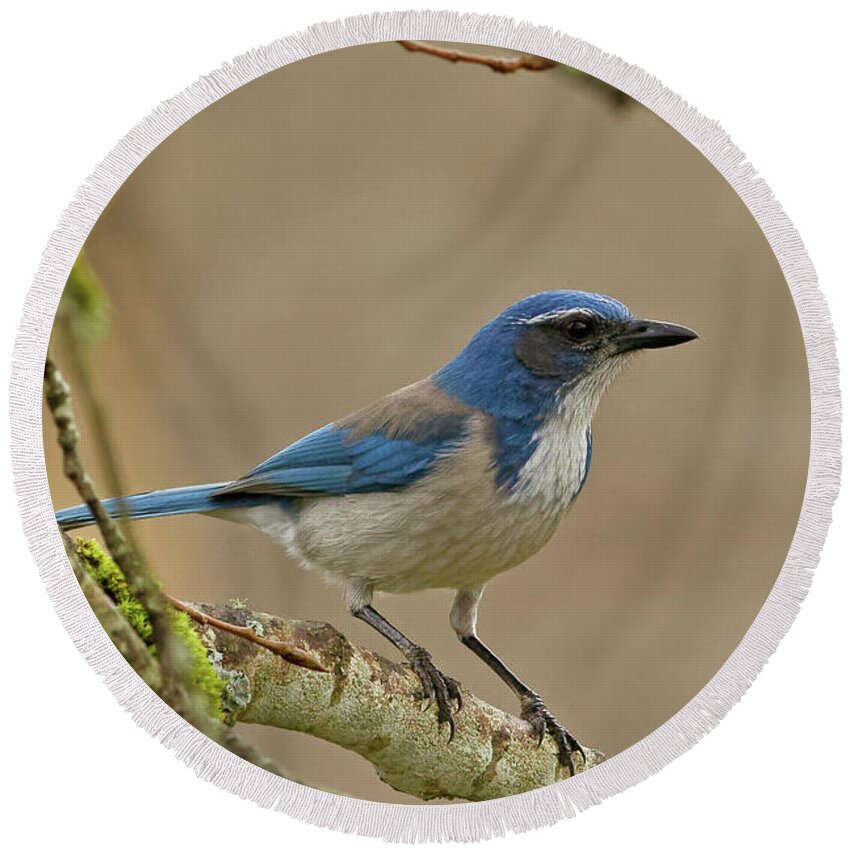 Scrub Jay Round Beach Towel featuring the photograph Scrub Jay by Natural Focal Point Photography