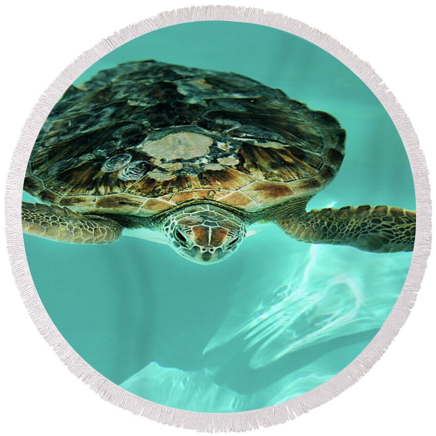 Jupiter Round Beach Towel featuring the photograph Sea Turtle by Darren Fisher