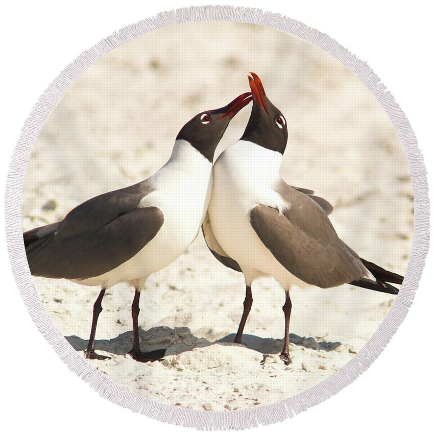 Laughing Gull Round Beach Towel featuring the photograph Seagull Love by Jane Axman