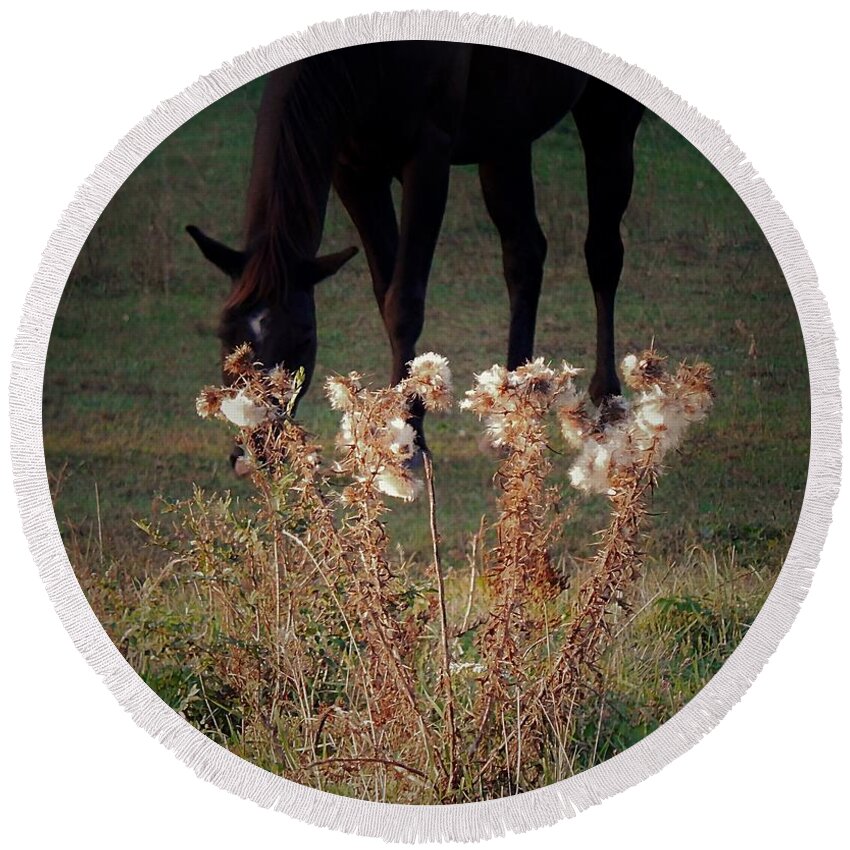 Horse Round Beach Towel featuring the photograph Seasons by Wild Thing