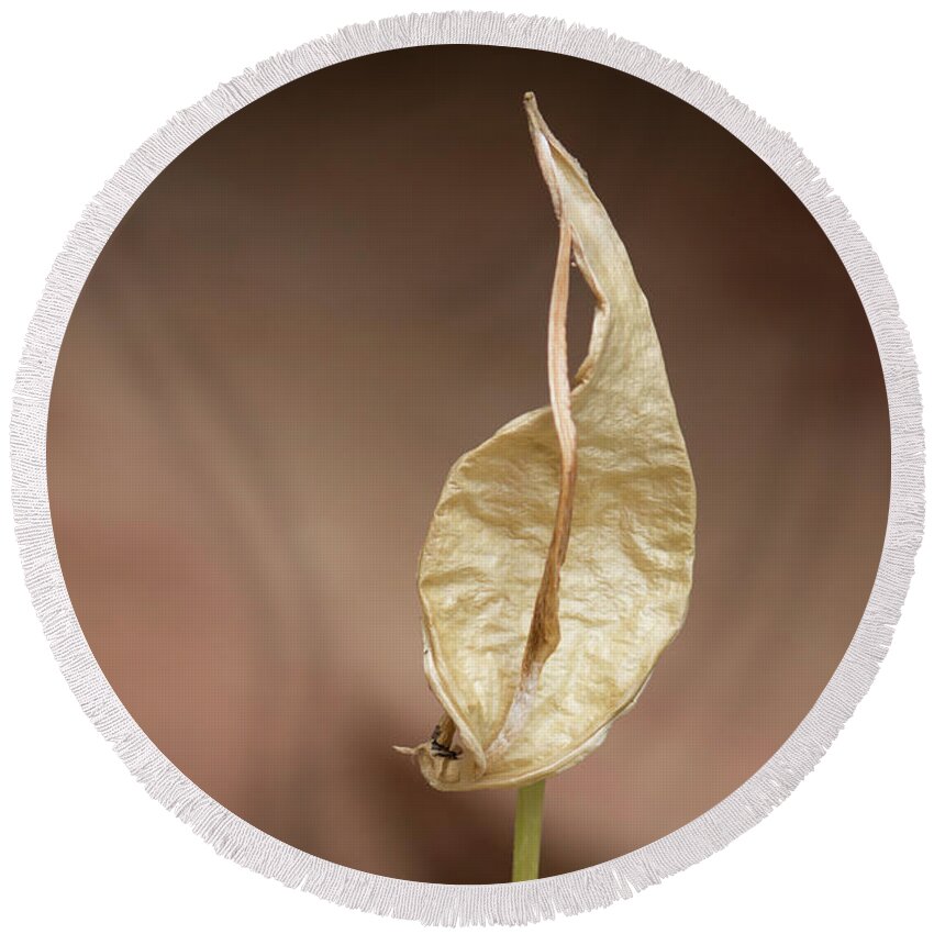 Seed Pod Round Beach Towel featuring the photograph Seed Pod Study by Jonathan Thompson
