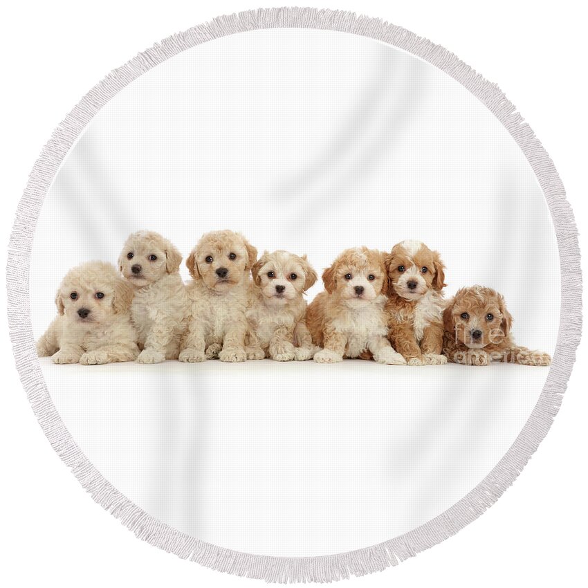 Seven Round Beach Towel featuring the photograph Seven Cavapoochon puppies by Warren Photographic
