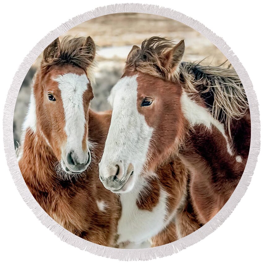 Michelangelo Round Beach Towel featuring the photograph Shaggy Winter Mustangs by Dawn Key